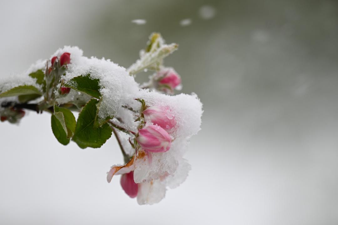 Schnee liegt auf den Blüten eines Apfelbaums.