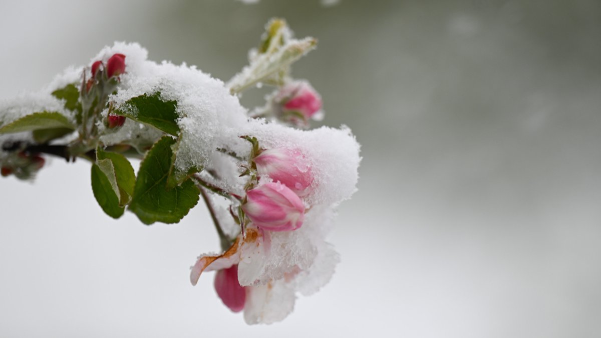 Schnee liegt auf den Blüten eines Apfelbaums.