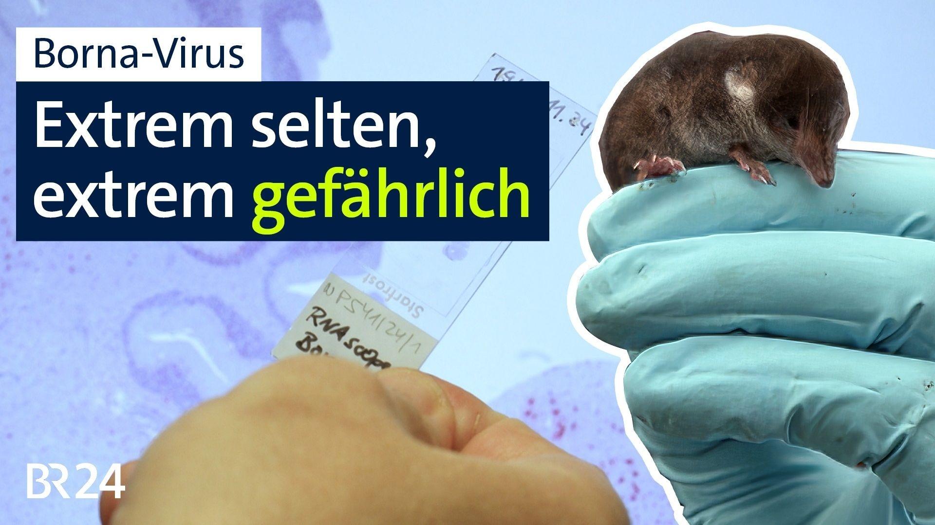 BR24 vor Ort: Das Bornavirus.