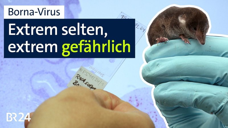 BR24 vor Ort: Das Bornavirus. | Bild: BR BR24 vor Ort: Das Bornavirus.