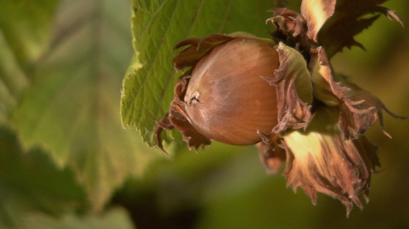 Eine Haselnuss am Strauch. | Bild: BR Eine Haselnuss am Strauch.