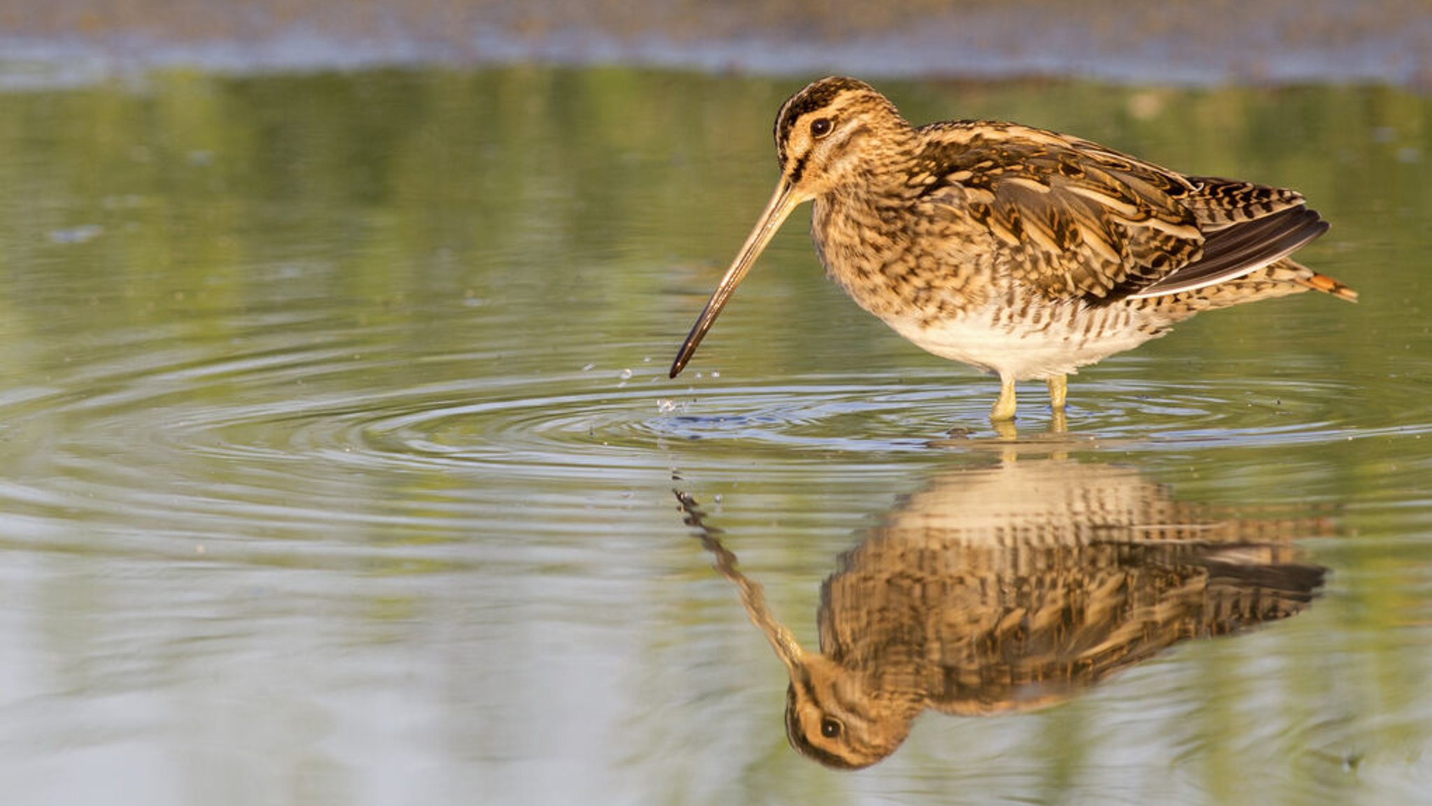 Eine Bekassine (Schnepfenvogel) im Flachwasser. 