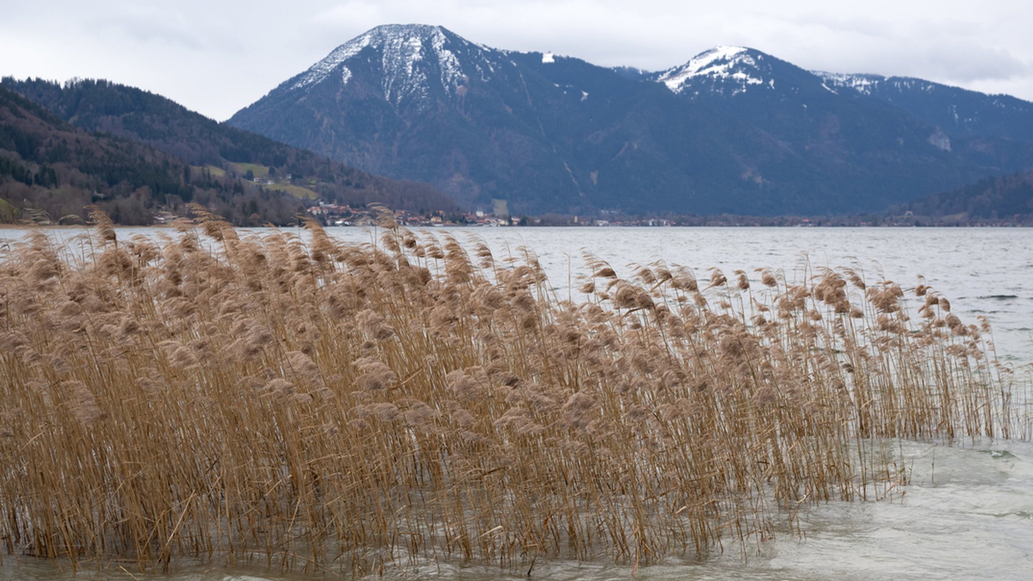 24.12.2022, Gmund Am Tegernsee: Schilf ist am Ufer des Tegernsees zu sehen. Grüne Landschaften, Regen und Wind.