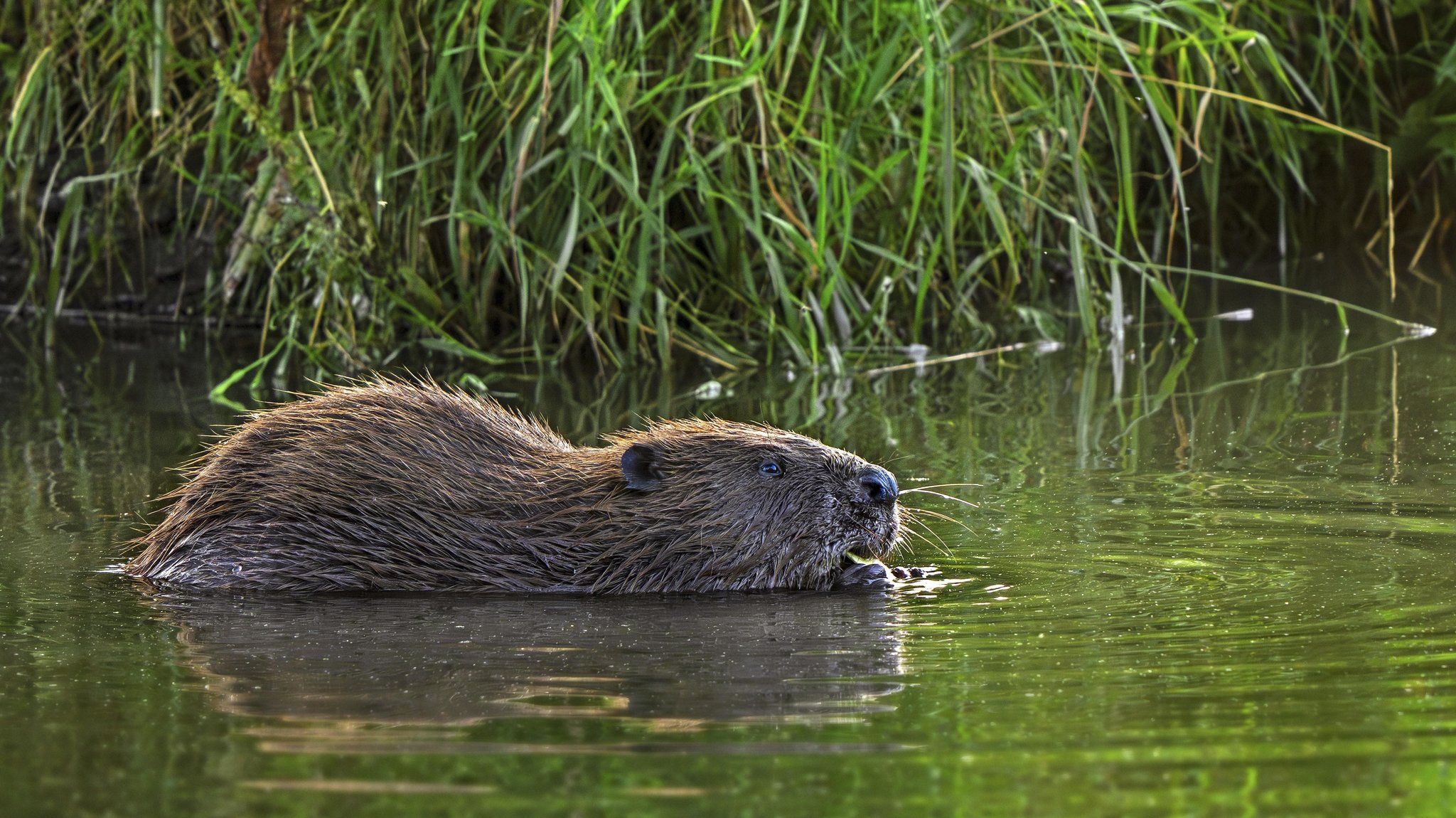 Ein Eurasischer Biber im Wasser beim Fressen von Wasserpflanzen, im Hintergrund: Gras