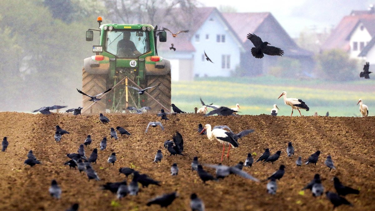 Ein Landwirt bearbeitet sein Feld, während zahlreiche Störche, Tauben und Krähen auf dem Feld nach Nahrung suchen.