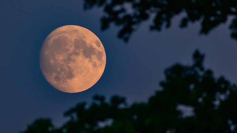 Der zunehmende Mond ist am 05.09. kurz nach seinem Aufgang zwischen Bäumen zu sehen. | Bild: pa/dpa | Patrick Pleul Der zunehmende Mond ist am 05.09. kurz nach seinem Aufgang zwischen Bäumen zu sehen.