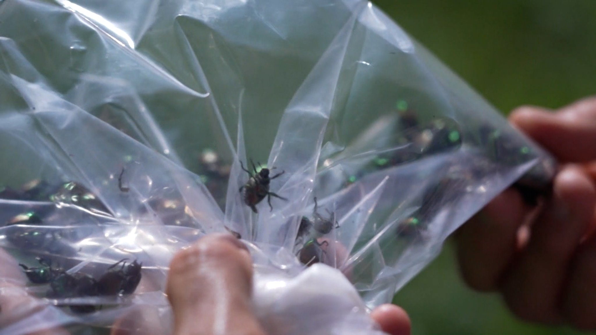 Nachdem in Lindau der invasive Japankäfer nachgewiesen wurde, soll am Freitag eine Quarantänezone eingerichtet werden. | Bild: Bayerischer Rundfunk 2026 Nachdem in Lindau der invasive Japankäfer nachgewiesen wurde, soll am Freitag eine Quarantänezone eingerichtet werden.