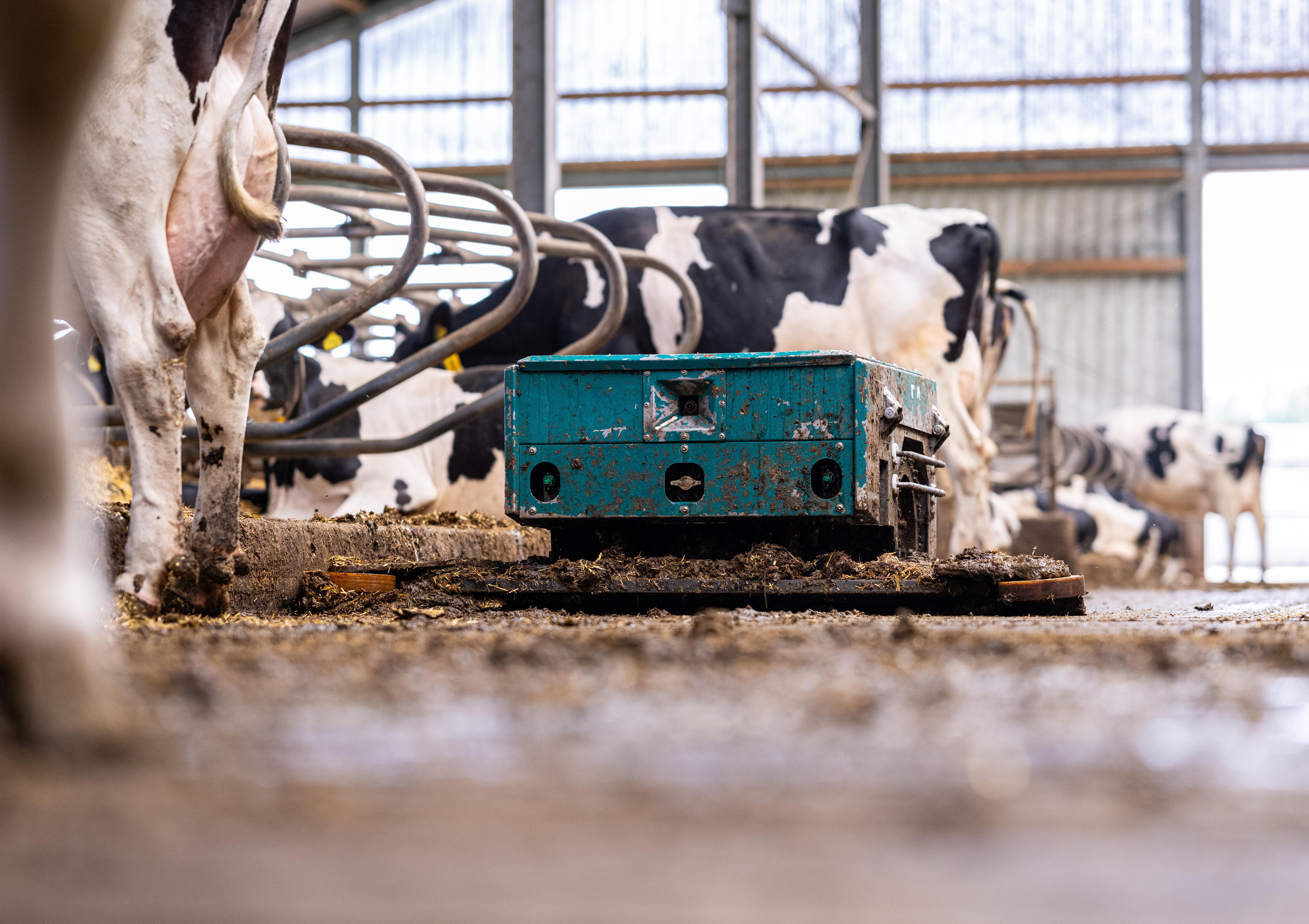 Symbolbild: Kühe im Stall 