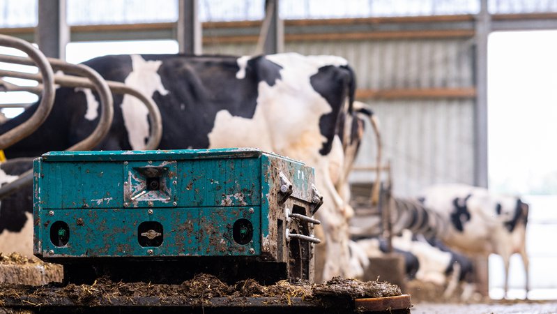Symbolbild: Kühe im Stall 