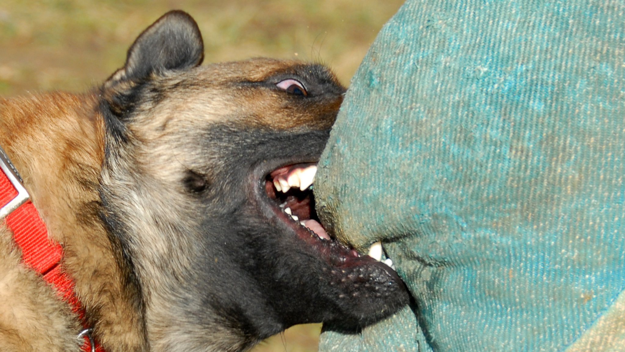 Ein Hund beißt einen Menschen