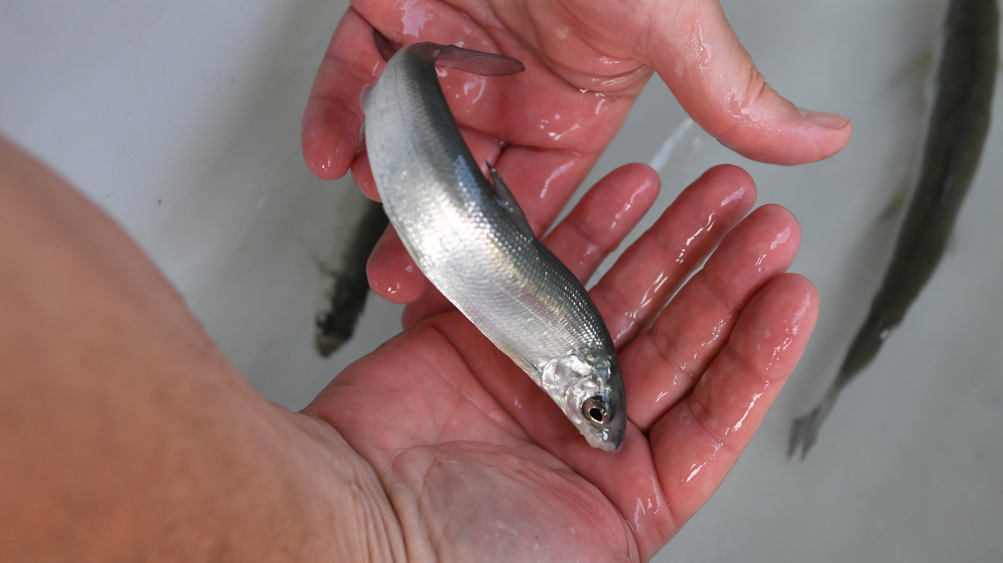 Ein Forscher hält einen jungen Felchen in der Hand, um ihn kurz darauf wieder zurück in die Wasserwanne zu lassen.