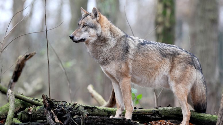 Symbolbild: Wolf in einem Wald. | Bild:dpa-Bildfunk/Ingo Wagner