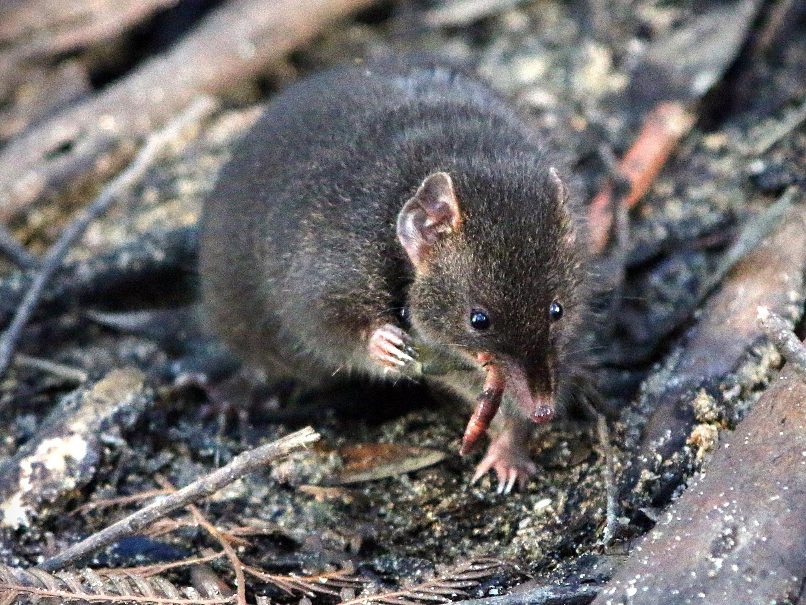 Die Meldung zur Breitfuß-Beutelmaus beginnt bei 15.00 Minuten.