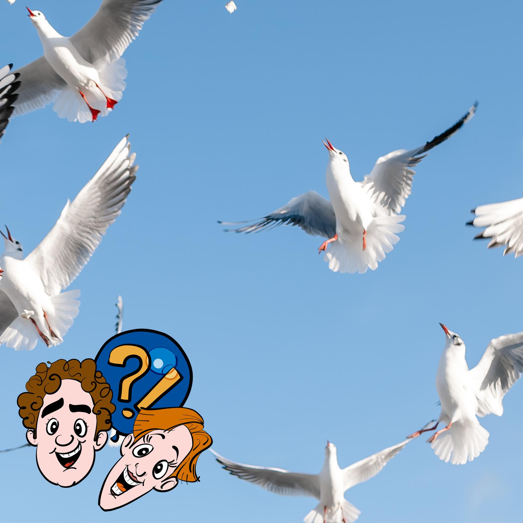 Wenn viele Vögel im Kreis fliegen, kann dann ein Tornado entstehen?