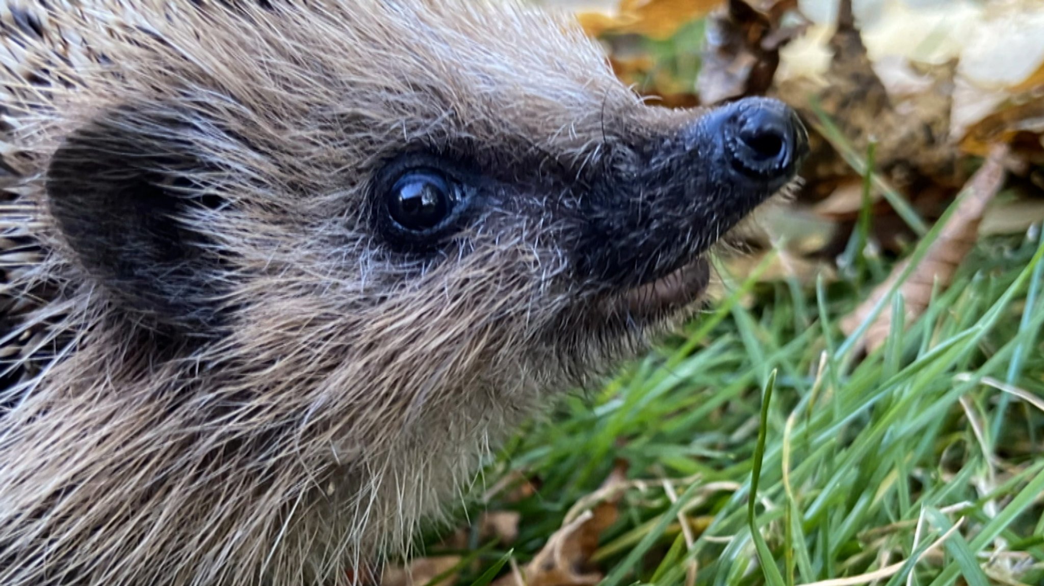 Igel-Challenge: Bürgerforschung zum Stacheltier