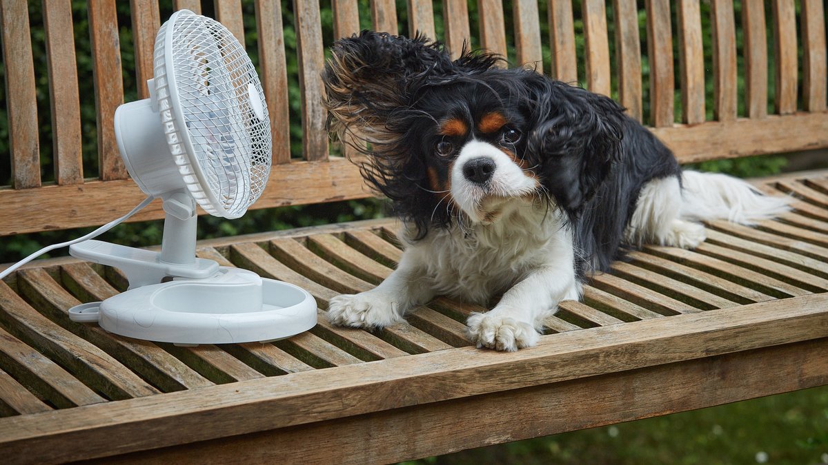 Hund auf einer Bank mit Ventilator