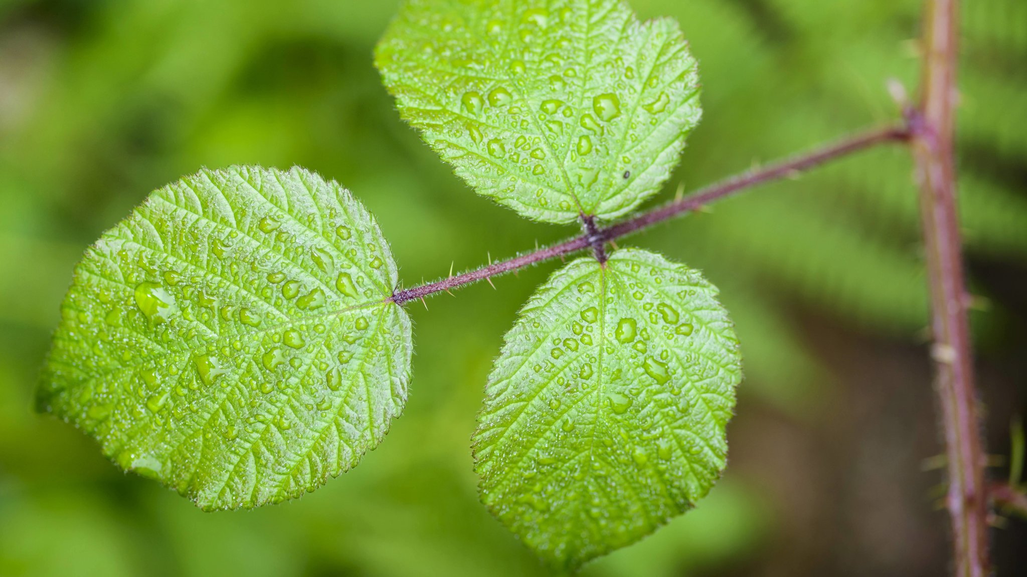 Ecostress: Pflanzenbeobachtung aus dem All