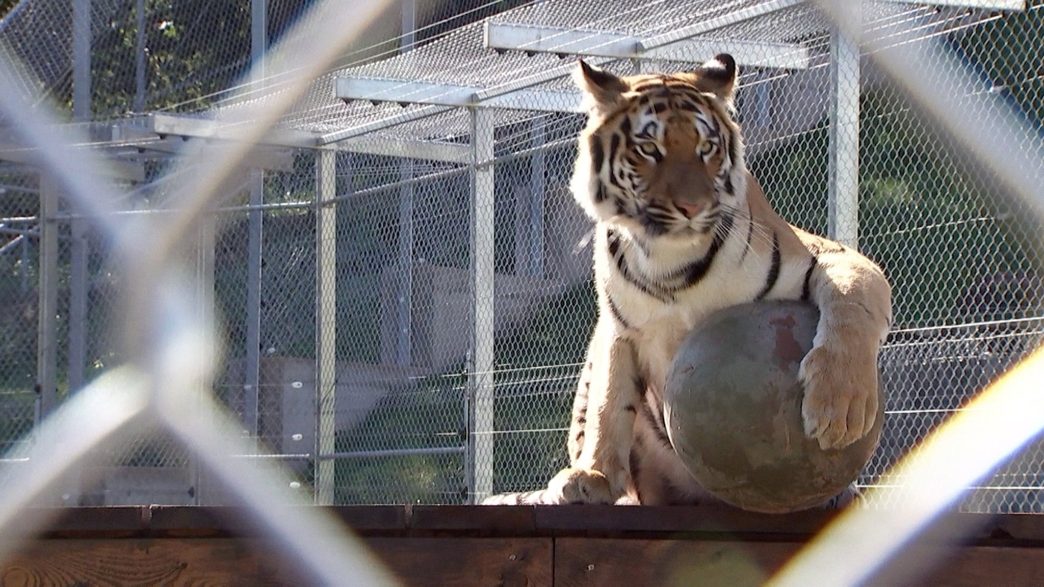 Dubiose Geschäfte mit Tigern