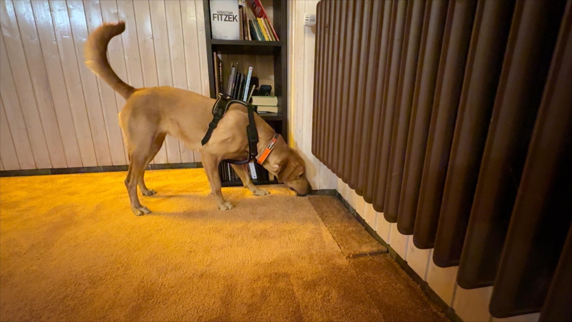 Ein Hund schnüffelt.