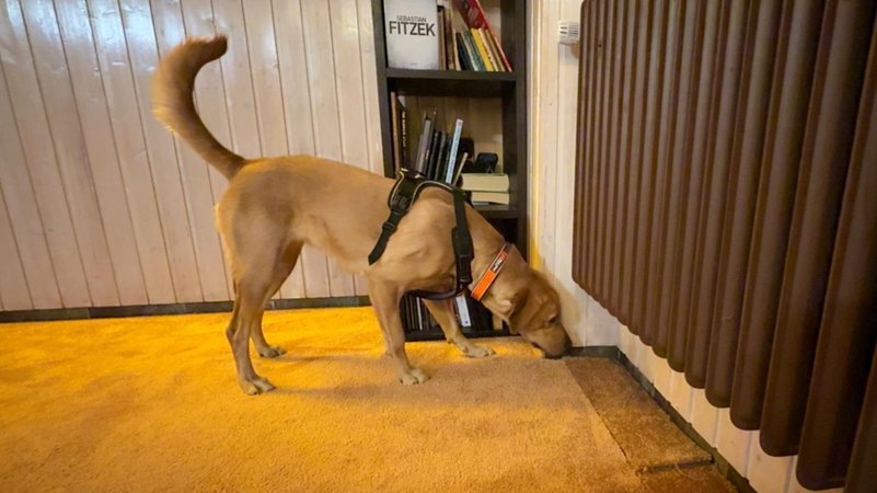 Ein Hund schnüffelt. | Bild: BR/Arno Trümper Ein Hund schnüffelt.
