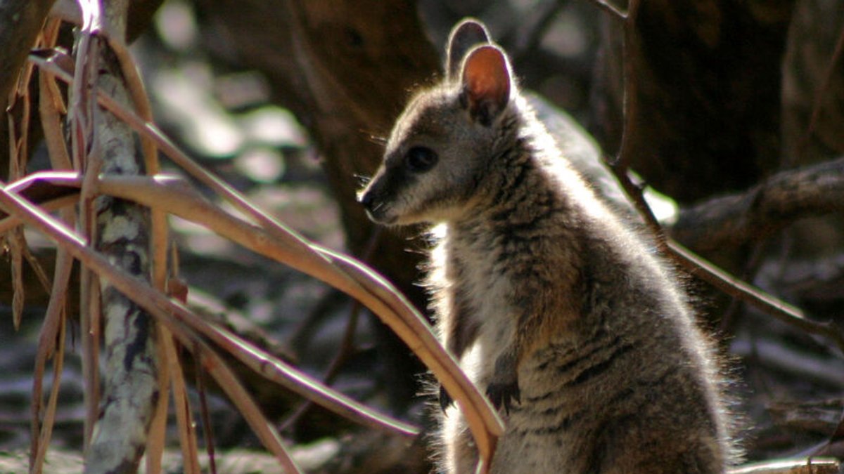 Ein Wallaby-Känguru 
