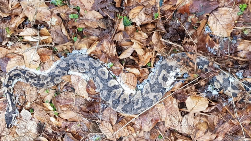 Der Python zählt zu den längsten Schlangen der Welt. Aber keine Angst: Seine Heimat ist Afrika, Süd-/Ost-Asien oder Australien...wobei ein Jäger in einem Wald zwischen Rohrbach und Fürholzen jetzt neun erfrorene Exemplare gefunden hat.