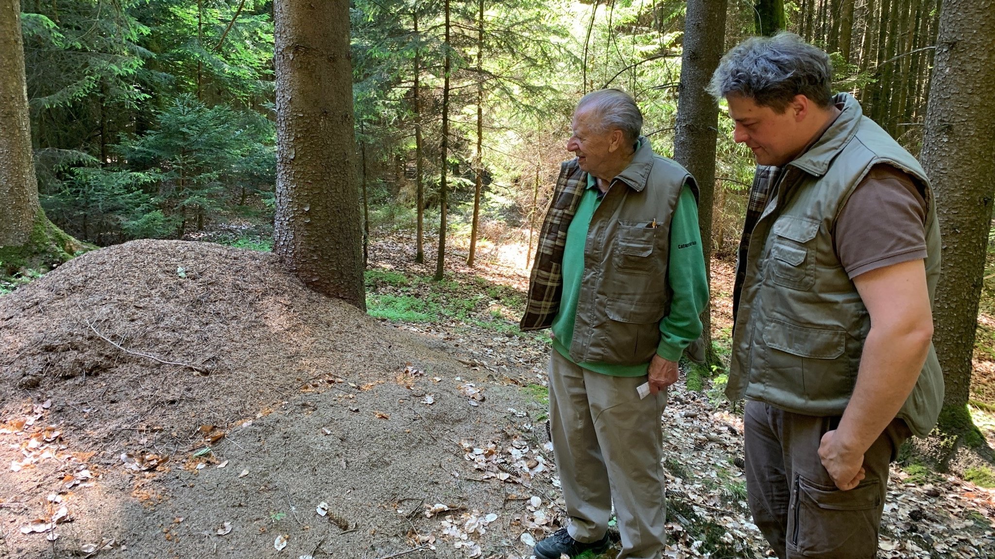 Die Ameisenheger im Wald bei Dollnstein beobachten den großen Ameisenhügel.