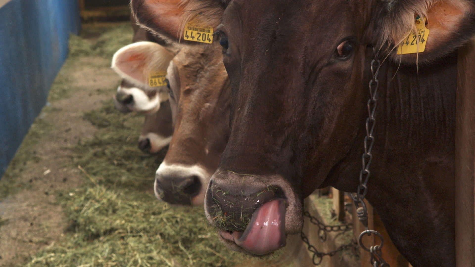 Kühe in einem Anbindestall