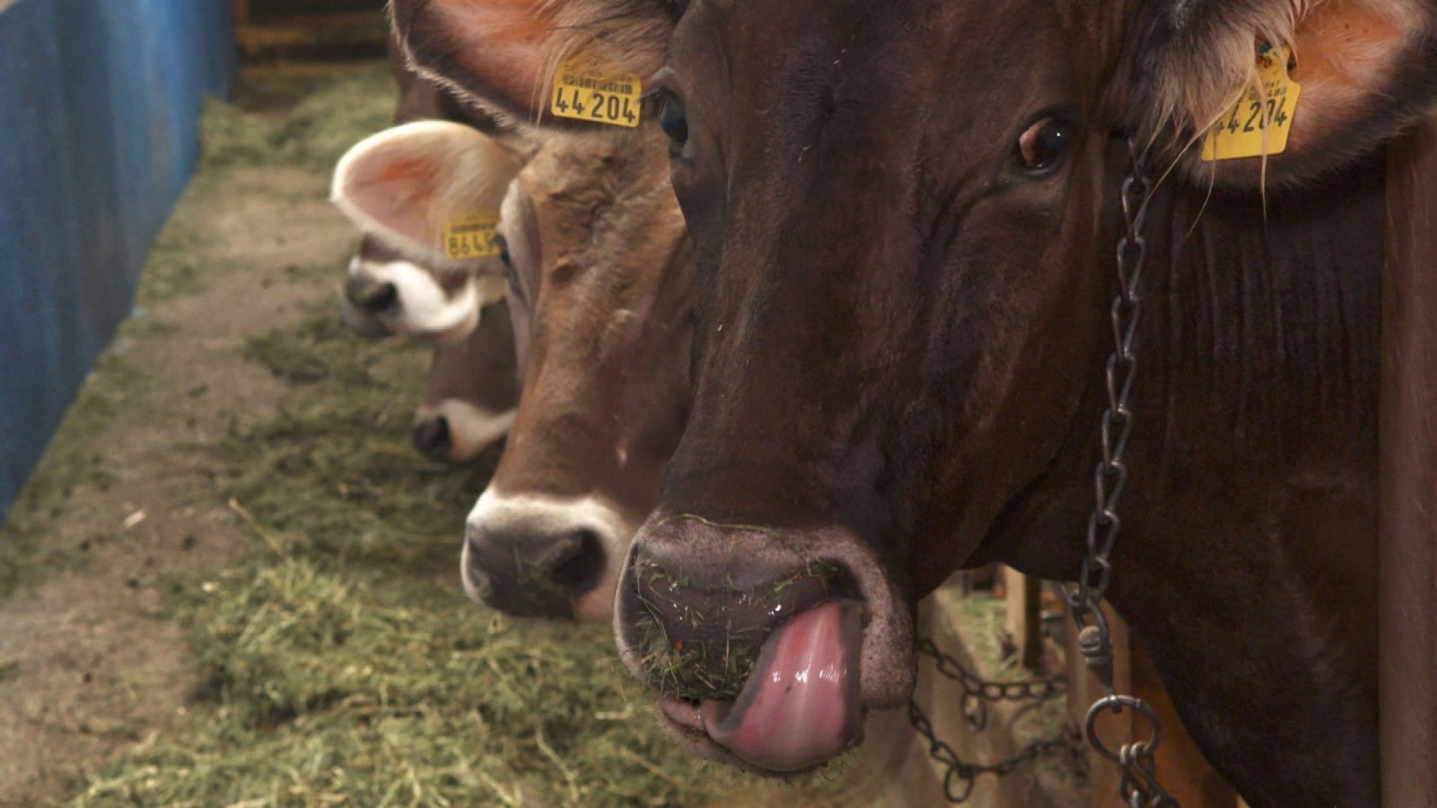 Tierwohl-Kennzeichnung jetzt auch bei Milch 