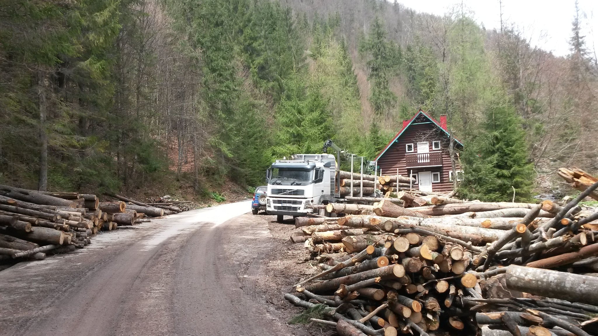 Naturpark Apuseni. In Rumänien, wo es noch Urwälder mit Bären und Wölfen gibt, droht wegen illegaler Abholung ein Naturparadies zu verschwinden. 