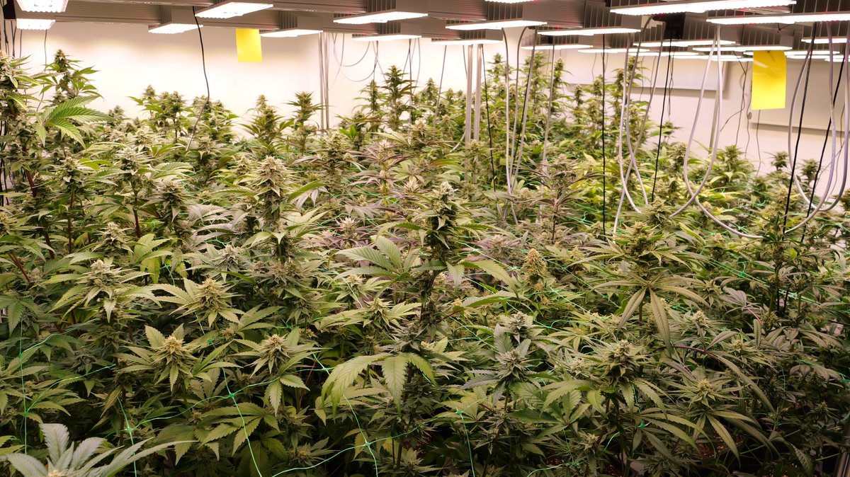 Kein einziger Cannabis-Club bisher in Bayern genehmigt