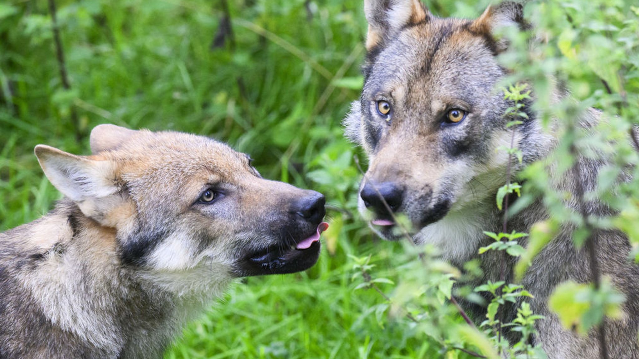 Zwei Wölfe in der Natur 