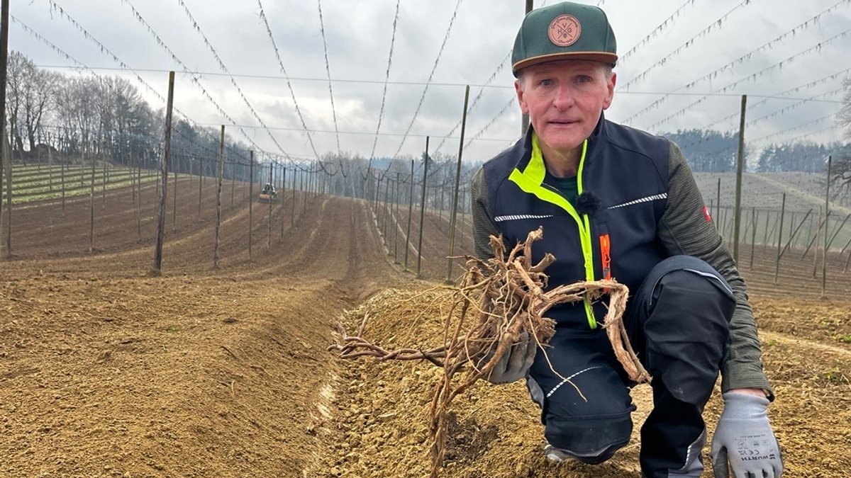 Preise zu niedrig: Hopfenbauern zerstören ihre Pflanzen