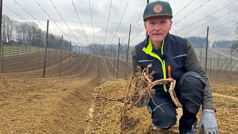 Hopfenpflanzer Barthl Obster zeigt das Ergebnis des Rodens: zerstörte Wurzelstöcke auf einem Hopfenfeld | Bild: BR/Rebecca Reinhard Hopfenpflanzer Barthl Obster zeigt das Ergebnis des Rodens: zerstörte Wurzelstöcke auf einem Hopfenfeld