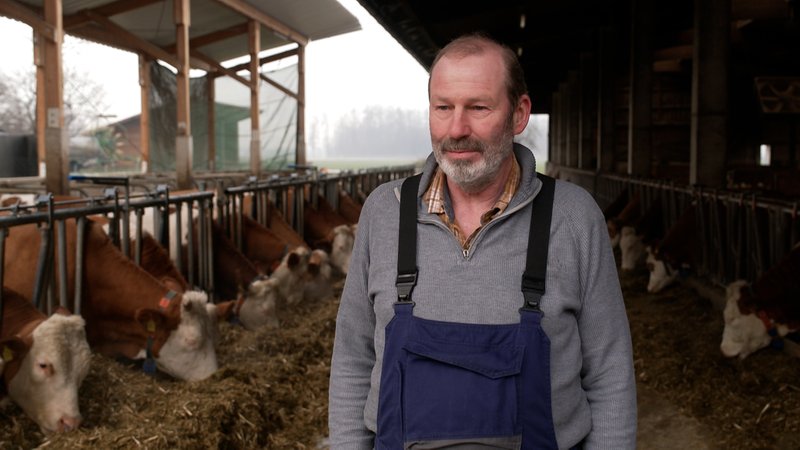 Ulrich Niederschweiberers 70 Milchkühe leben in einem Offenfrontstall. 