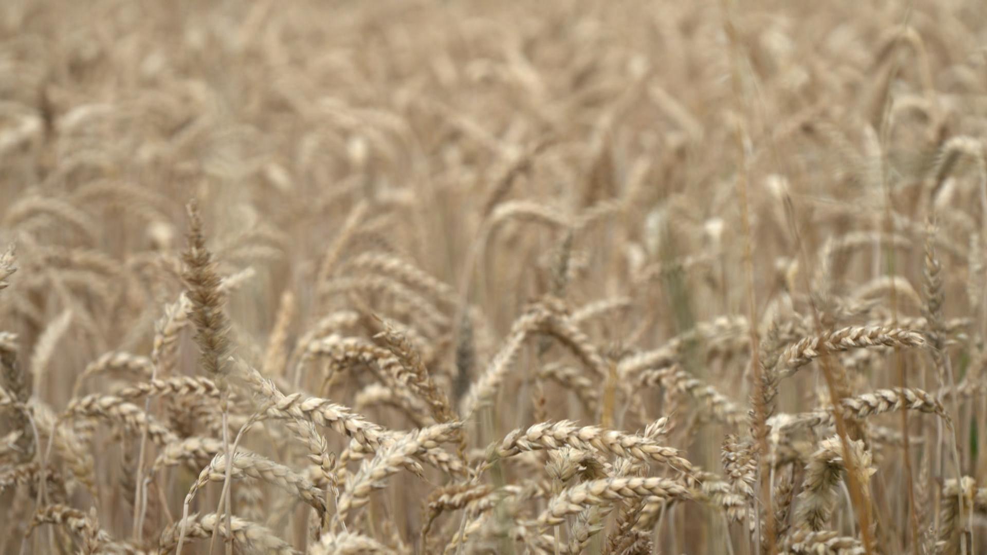 Hitze und Trockenheit schmälern die Ernte 