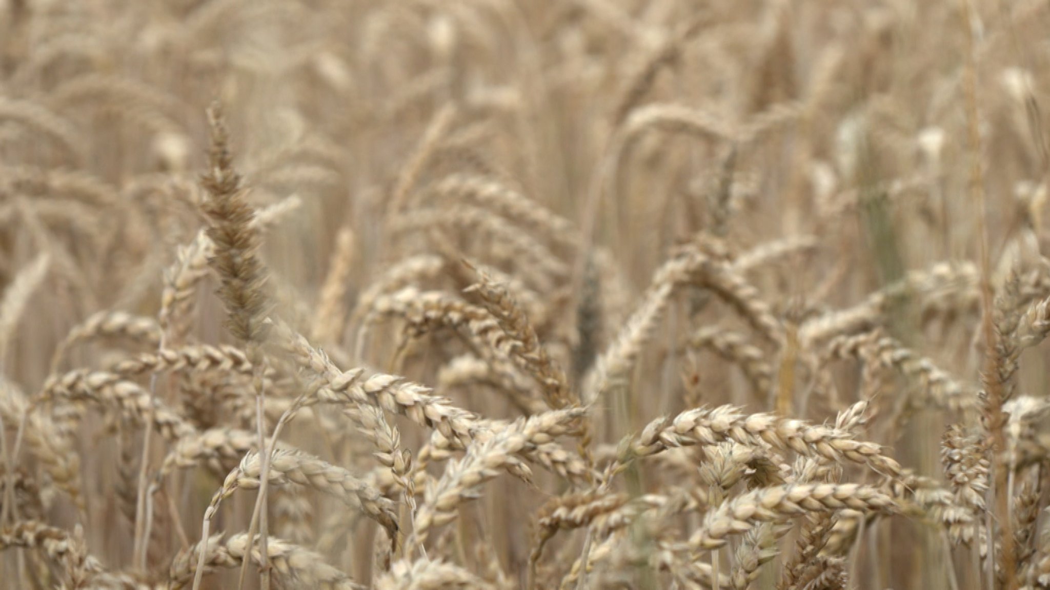 Hitze und Trockenheit schmälern die Ernte 