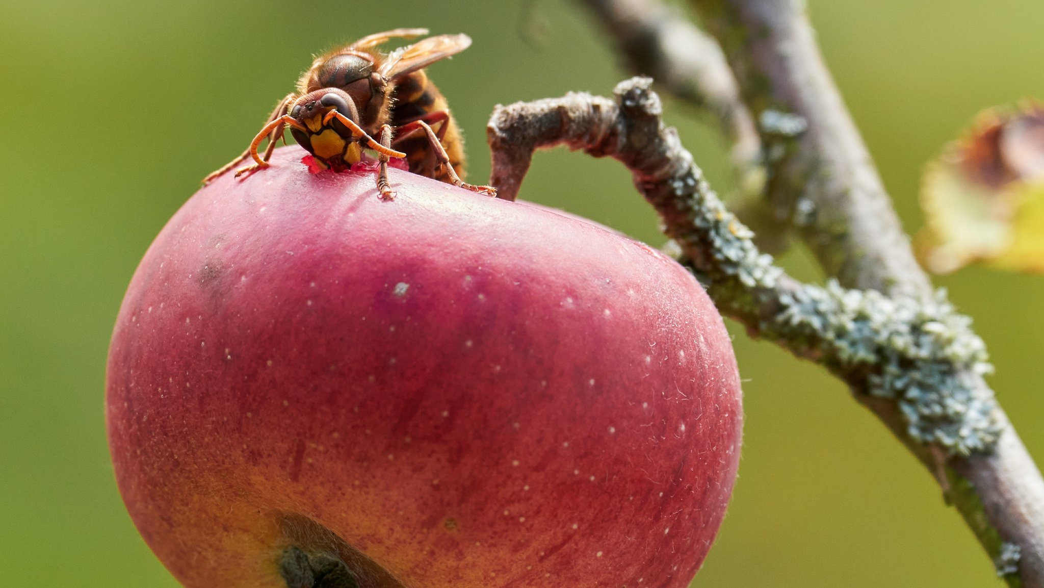 Gefährliche Hornissen? Was ein Biologe sagt