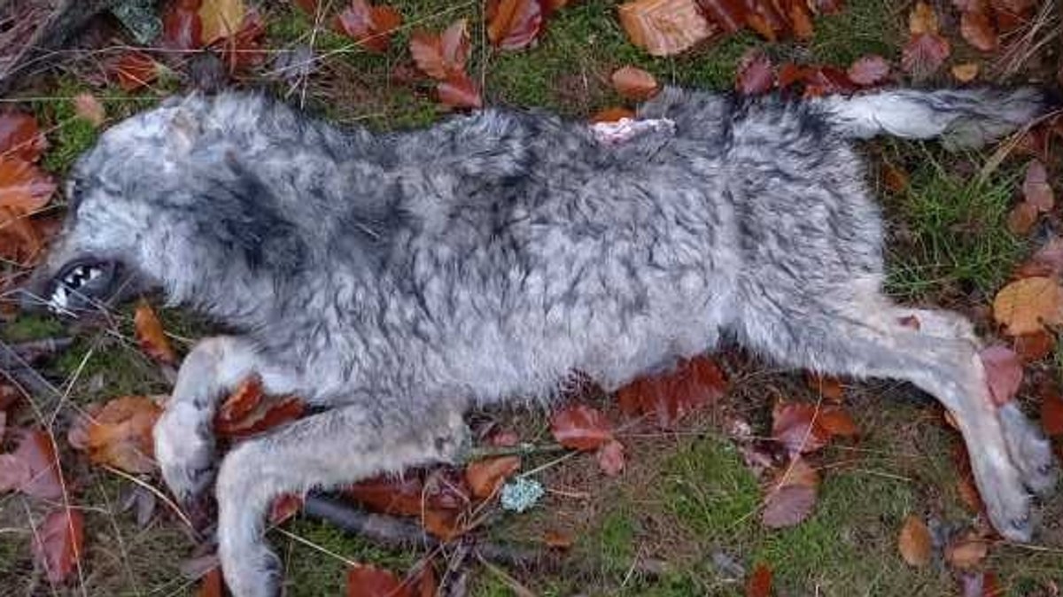 Toter Wolf in Oberpfalz bestätigt – Wolf in Franken erschossen