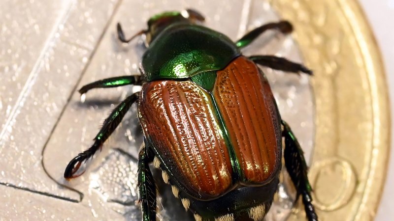 Beim Landwirtschaftlichen Technologiezentrum Augustenberg (LTZ) wird ein präparierter Japankäfer (Popillia japonica) auf einer Ein-Euro Münze gezeigt. | Bild: dpa-Bildfunk/Uli Deck Beim Landwirtschaftlichen Technologiezentrum Augustenberg (LTZ) wird ein präparierter Japankäfer (Popillia japonica) auf einer Ein-Euro Münze gezeigt.