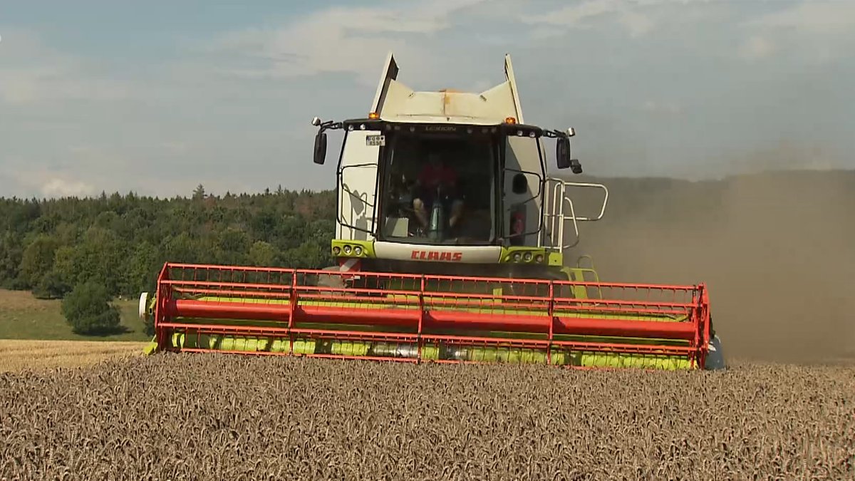 Weizenernte: Landwirte erwarten hohe Verluste wegen Dauerregen