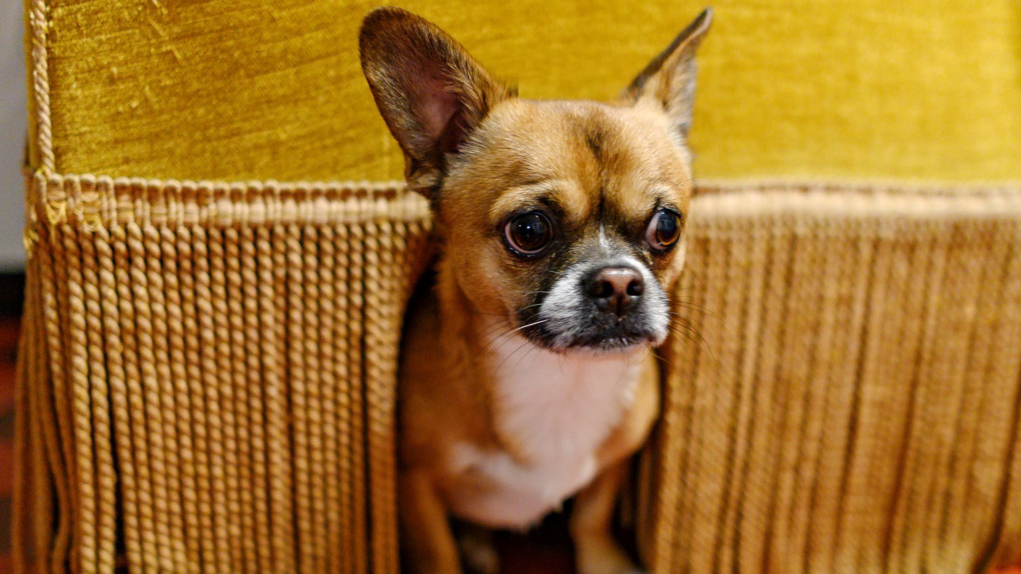 Ein Chihuahua-Pekinesen-Mix versteckt sich unter einer Couch.