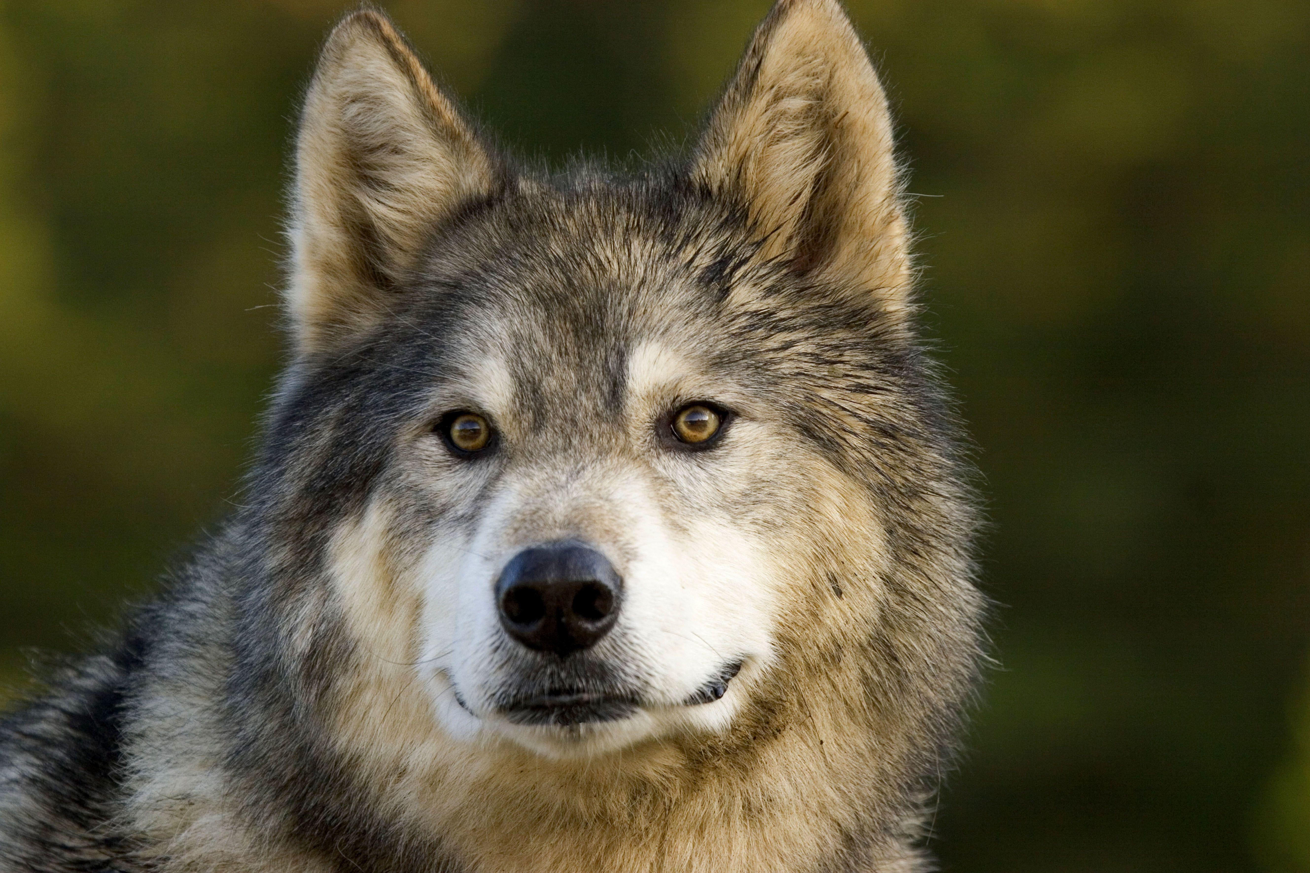 Wolf S Hunde Treue Gefahrten Oder Gefahrliche Haustiere Br24