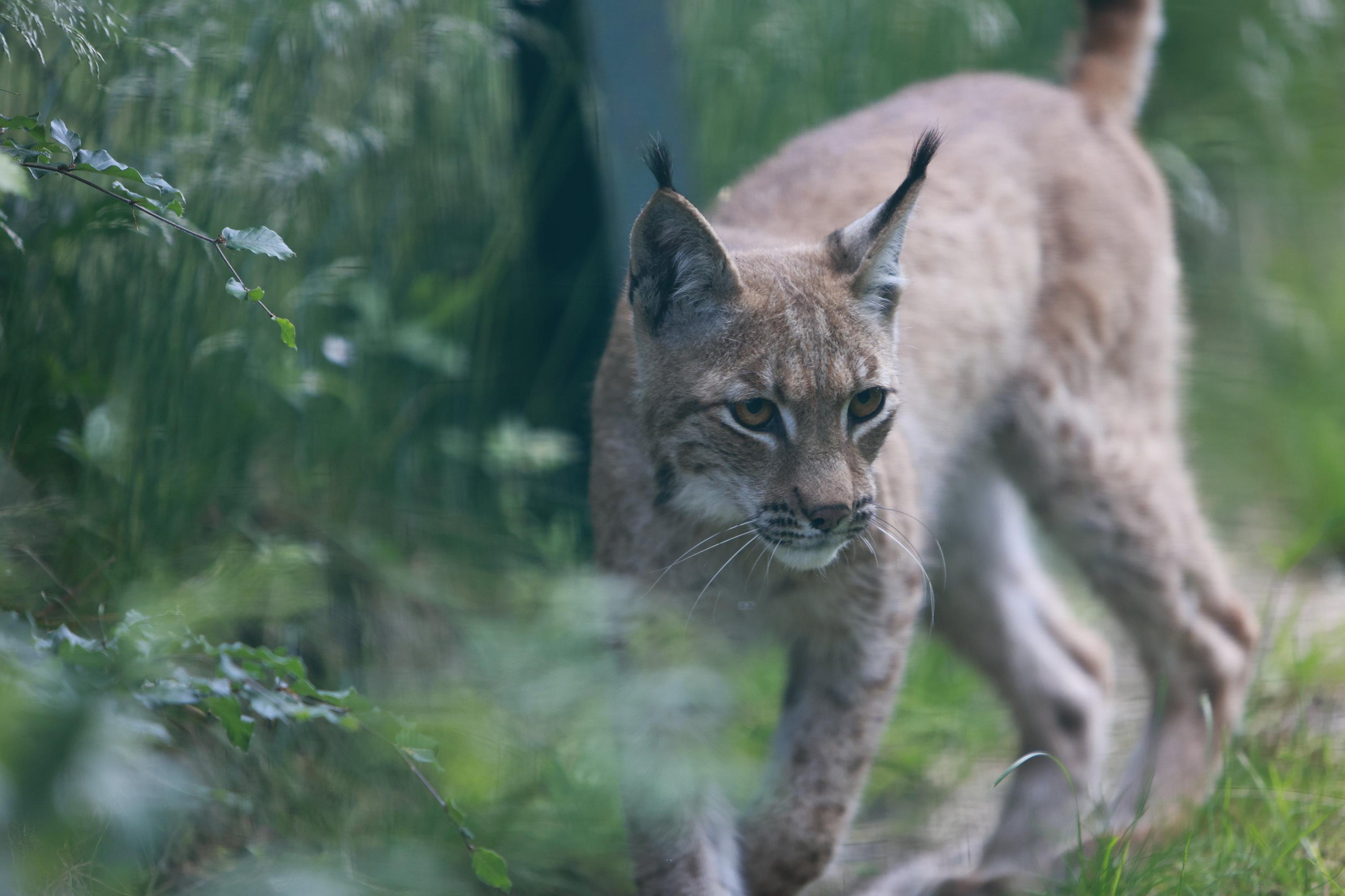 Ein Pinselohrluchs streift durch den Wald.