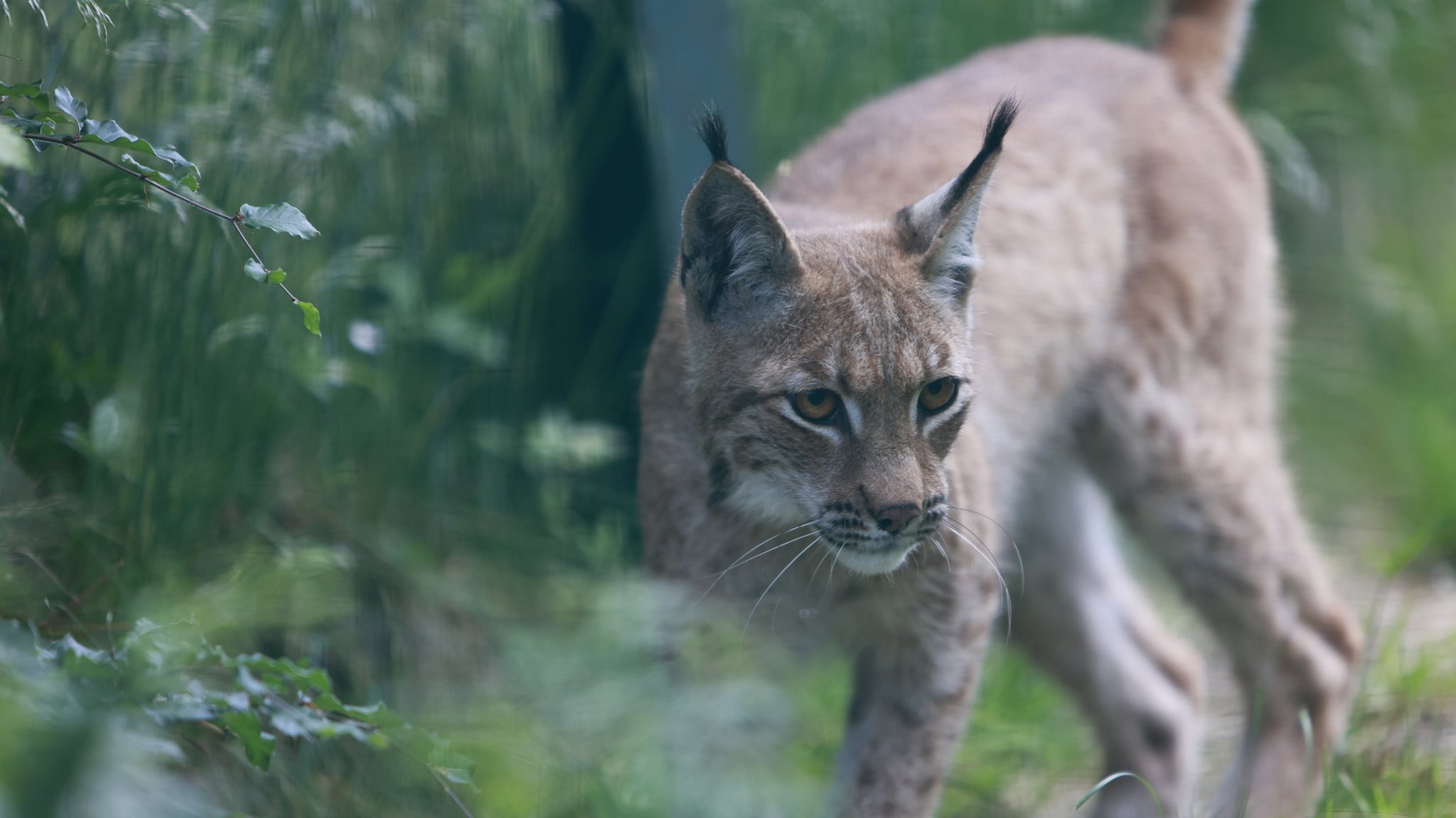 Ein Pinselohrluchs streift durch den Wald.