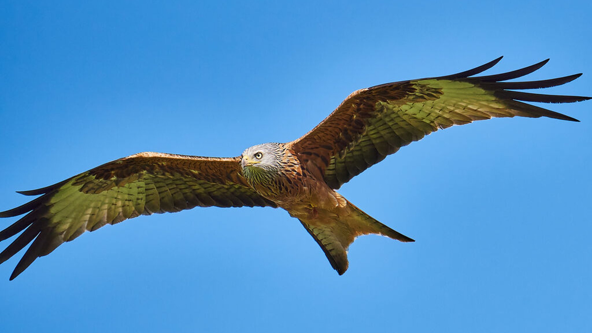 Rotmilan (Milvus milvus) im Flug mit gespreizten Flügeln. | Bild: stock.adobe.com/paulgsell Rotmilan (Milvus milvus) im Flug mit gespreizten Flügeln.