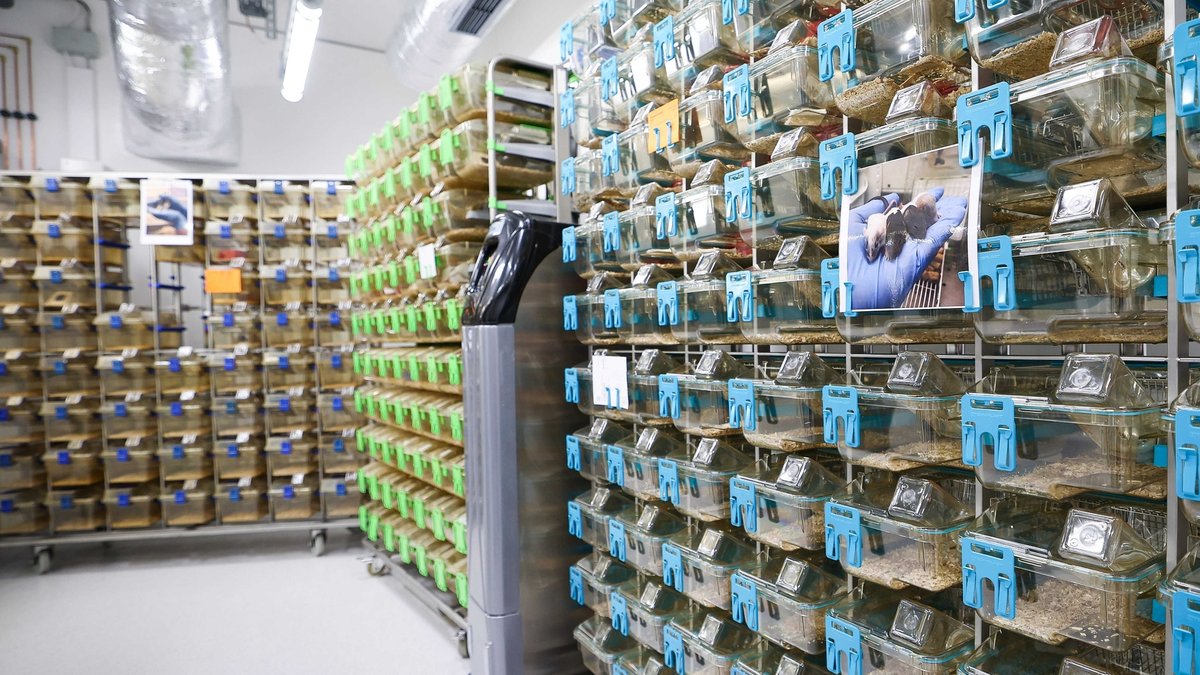 Käfige für die Maushaltung in einem Laborraum der mordernen Forschungstierhaltung (2023). Dort können rund 12.000 Versuchstiere gehalten werden.
