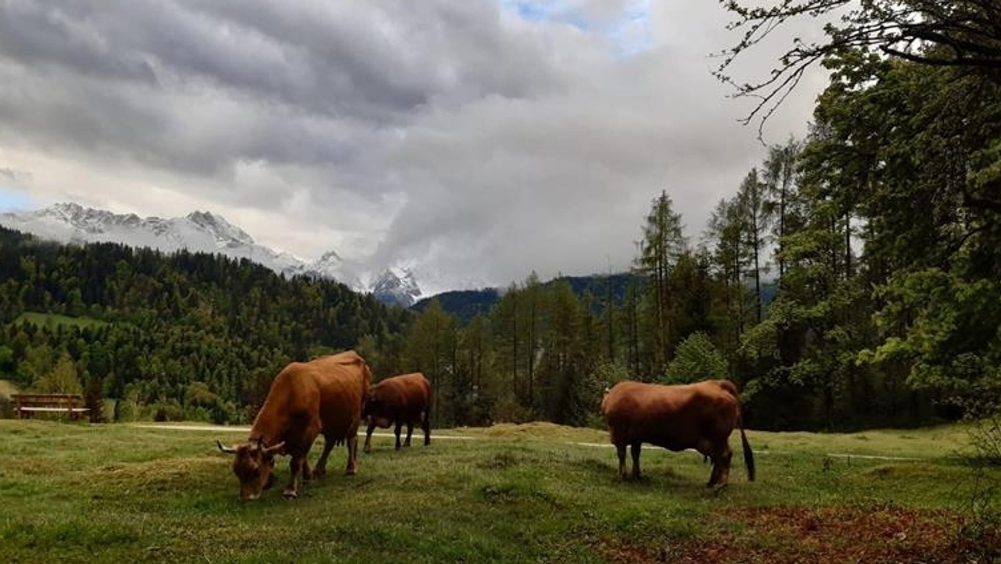 Drei der vier Kühe von Veronika Bartl auf der Alm