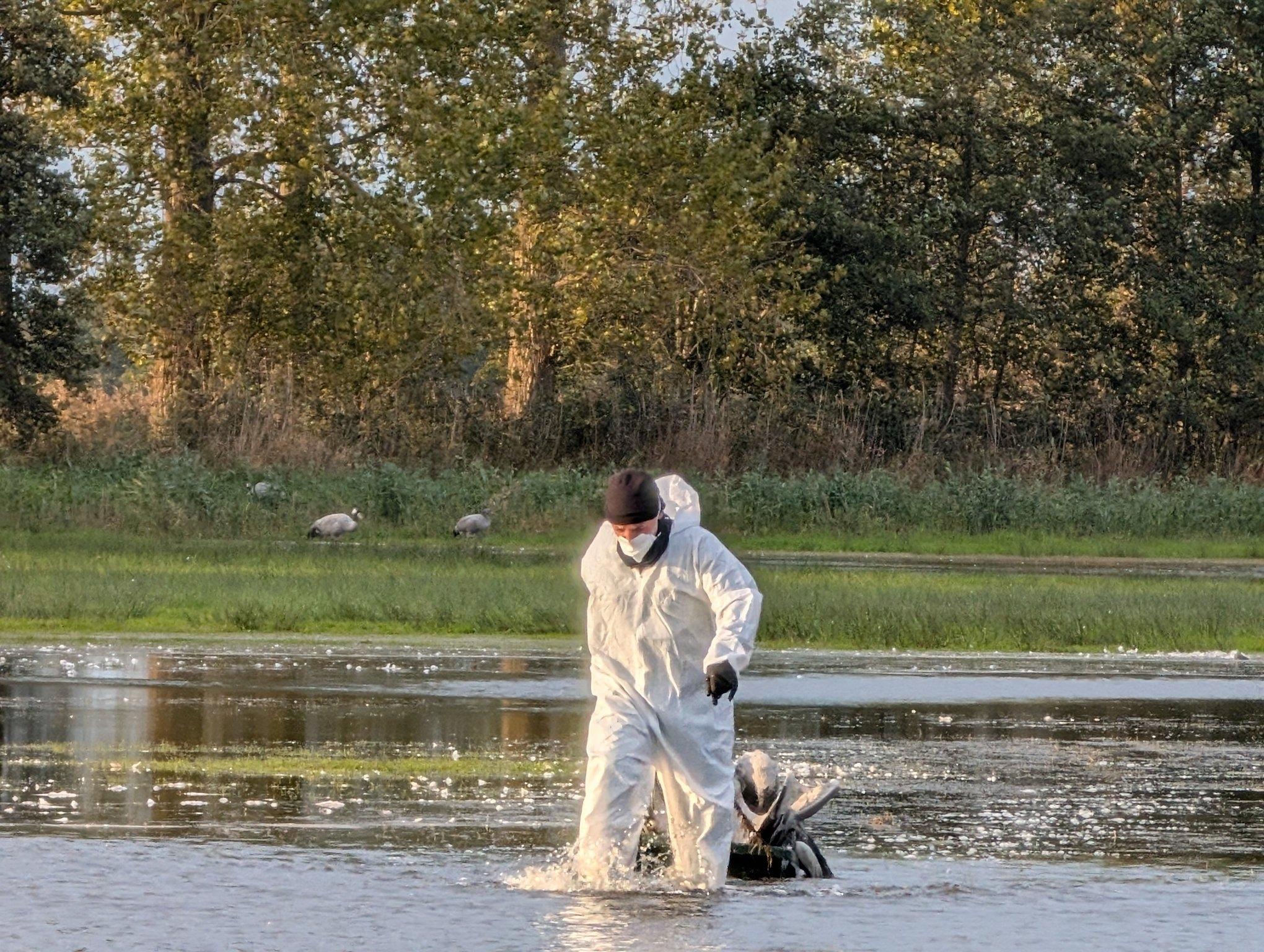  Ein Helfer im Schutzanzug zieht einen toten Kranich aus dem Wasser.