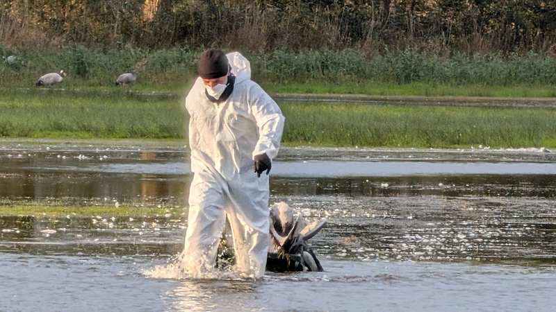 Ein Helfer im Schutzanzug zieht einen toten Kranich aus dem Wasser. | Bild: dpa-Bildfunk/Nobert Schneeweiß Ein Helfer im Schutzanzug zieht einen toten Kranich aus dem Wasser.